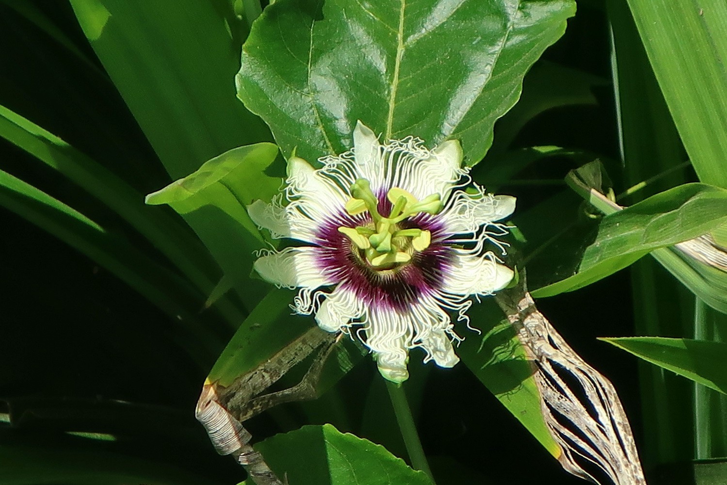 Passion flower on the beach